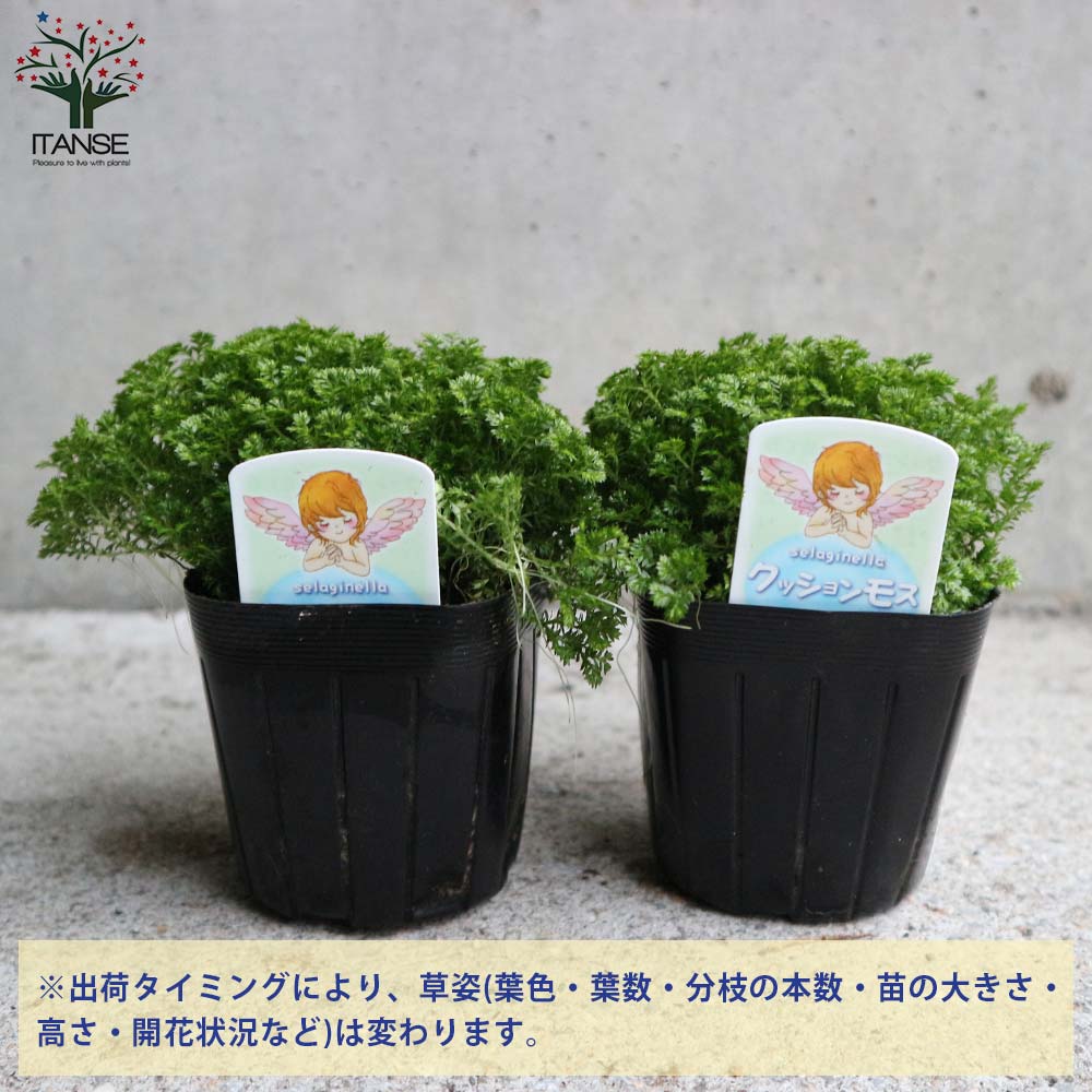 クッションモス(セラギネラ)・アポダ【観葉植物 3号ポット苗 グランドカバー苗/お買い得2個セット】