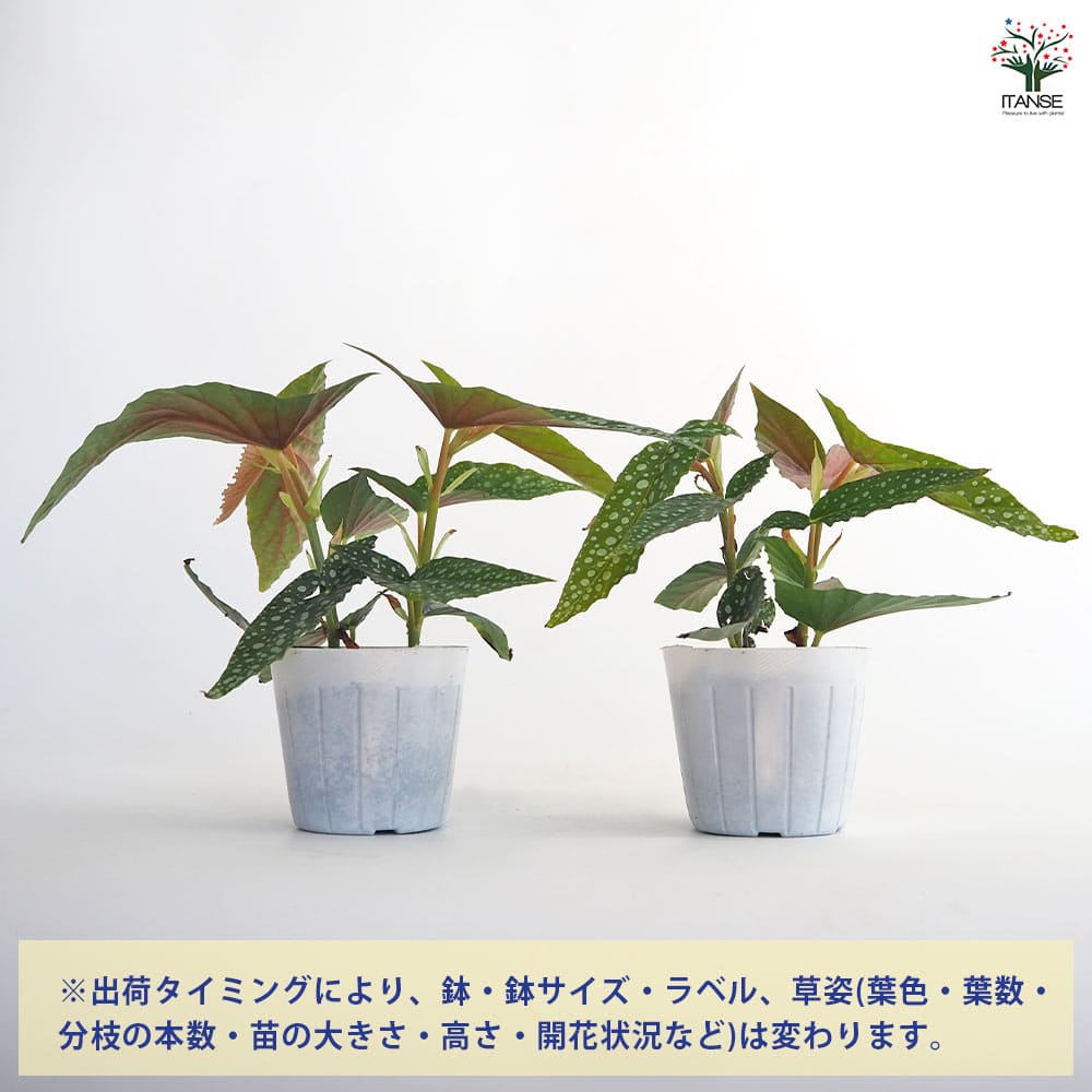 ベゴニア ホワイトアイス 【観葉植物 3号】｜ 【植物のITANSE