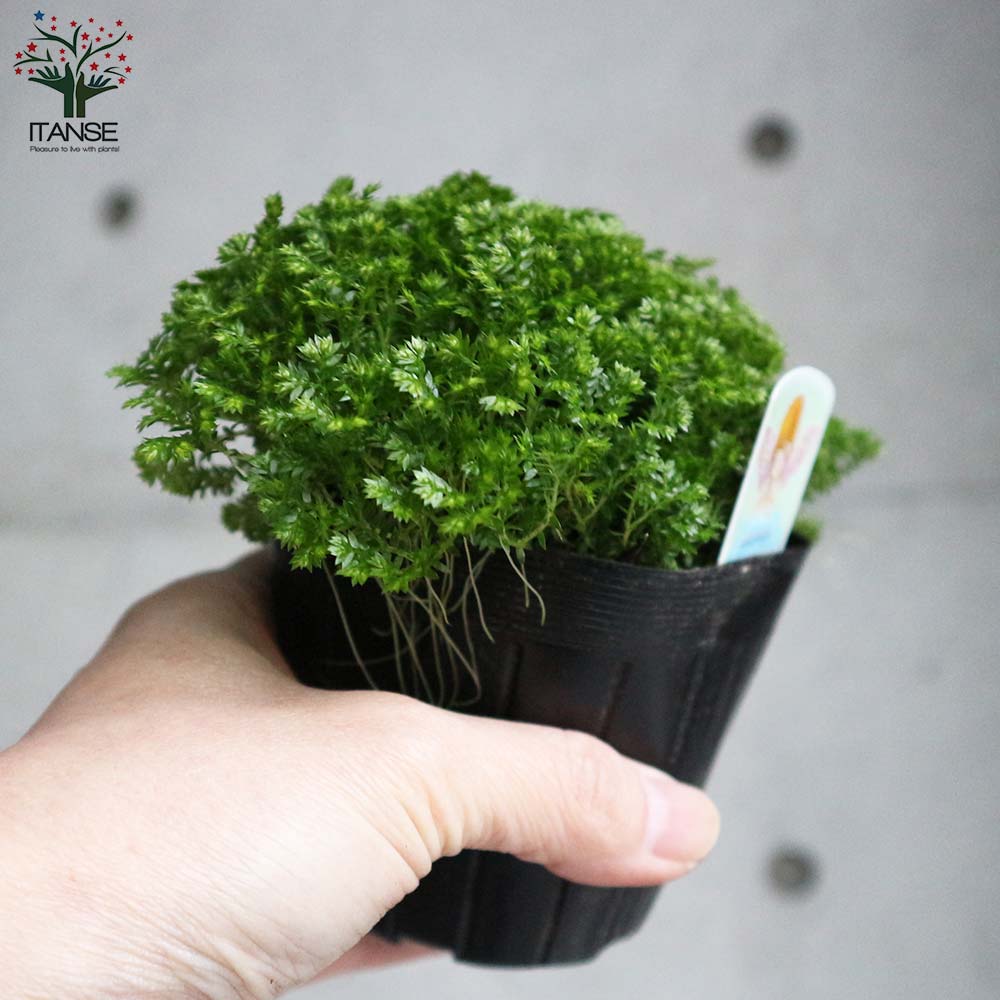 クッションモス(セラギネラ)・アポダ【観葉植物 3号ポット苗 グランドカバー苗/お買い得2個セット】