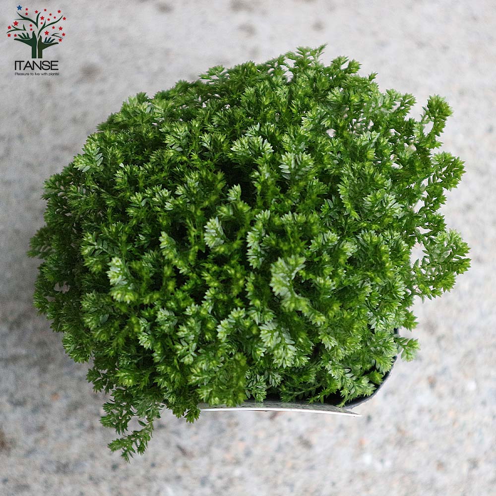 クッションモス(セラギネラ)・アポダ【観葉植物 3号ポット苗 グランドカバー苗/お買い得2個セット】