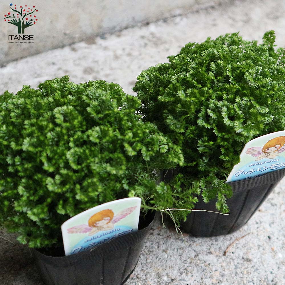 クッションモス(セラギネラ)・アポダ【観葉植物 3号ポット苗 グランドカバー苗/お買い得2個セット】