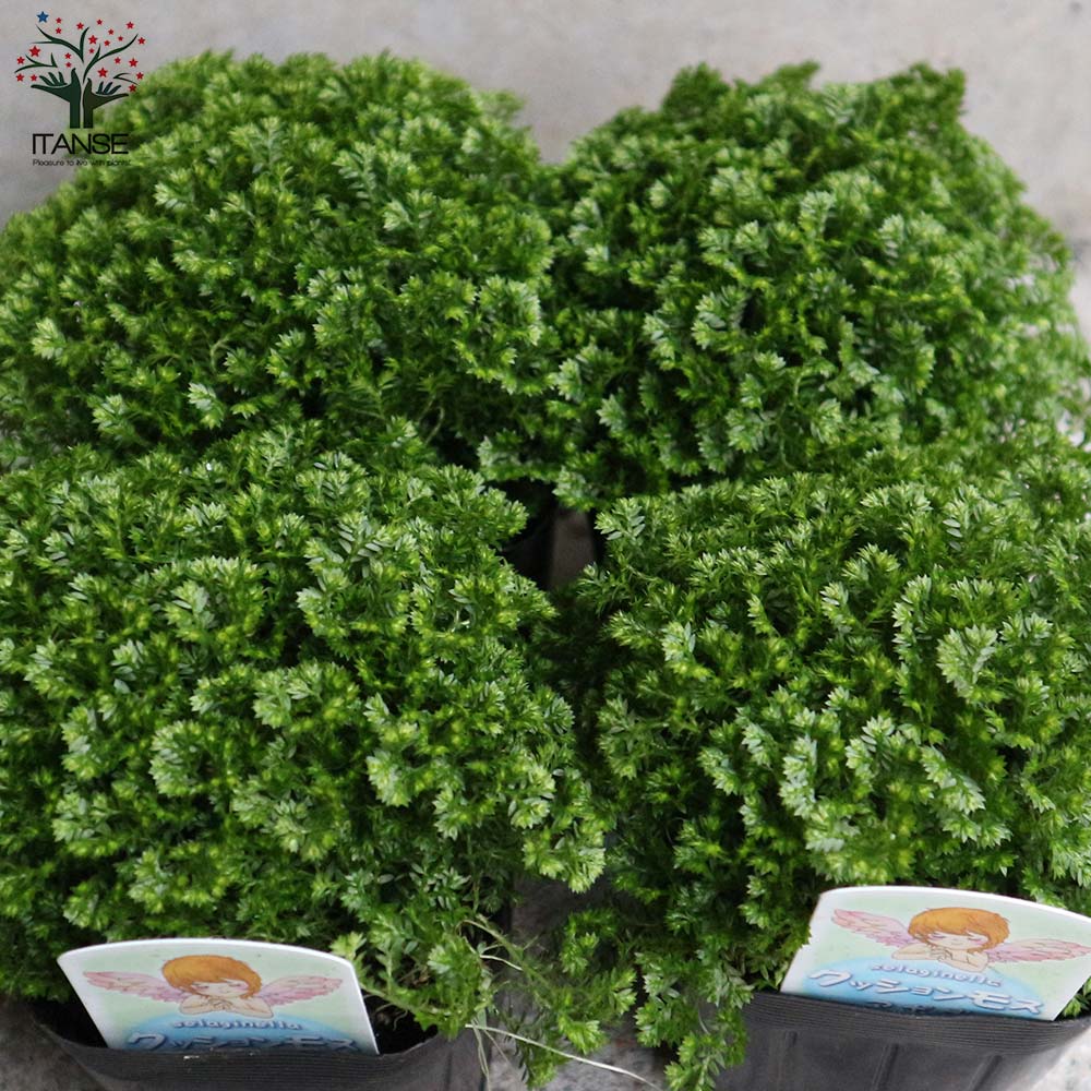 クッションモス(セラギネラ)・アポダ【観葉植物 3号ポット苗 グランドカバー苗/お買い得2個セット】