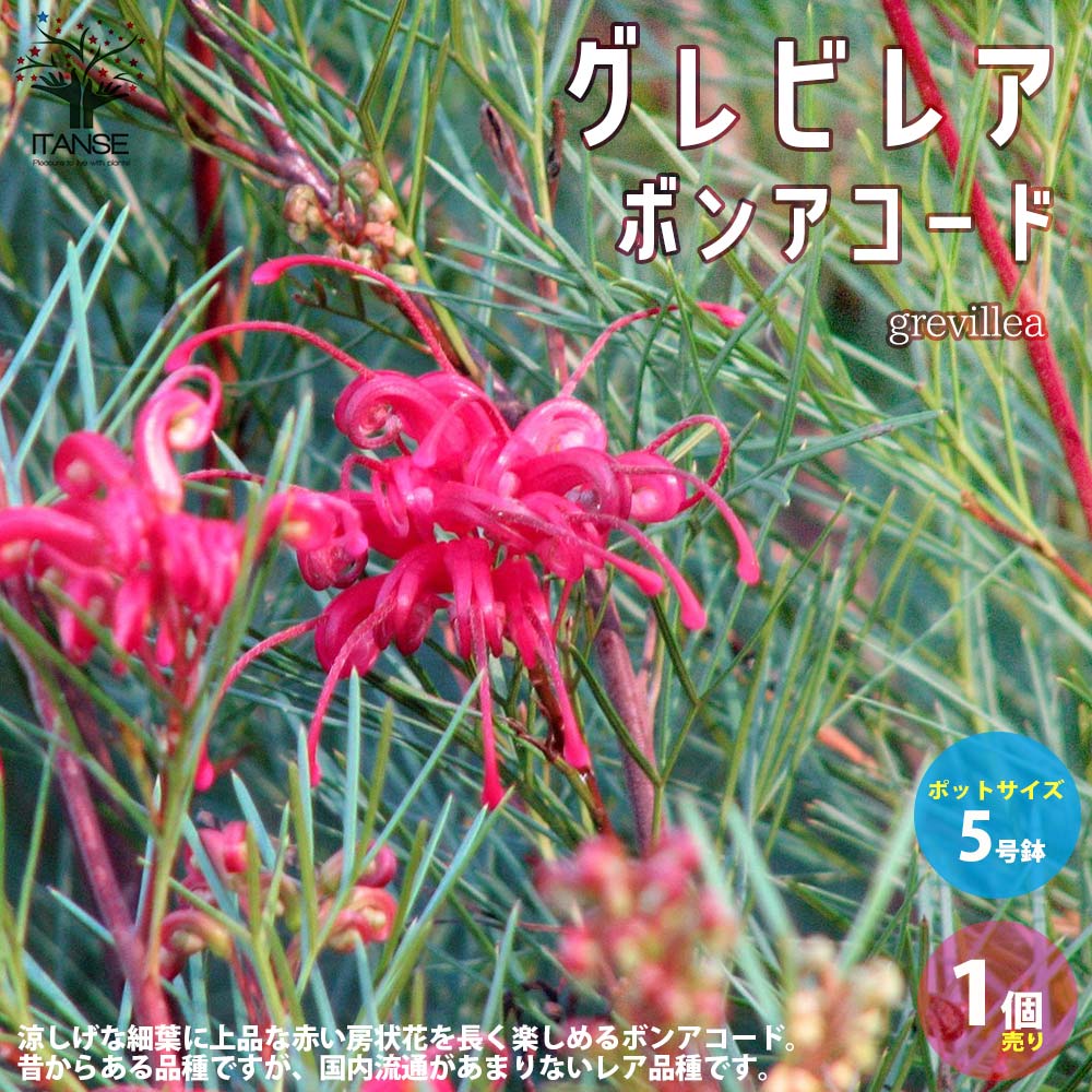グレビレア・ボンアコード 【庭木 5号スリット鉢／1個売り】｜ 【植物
