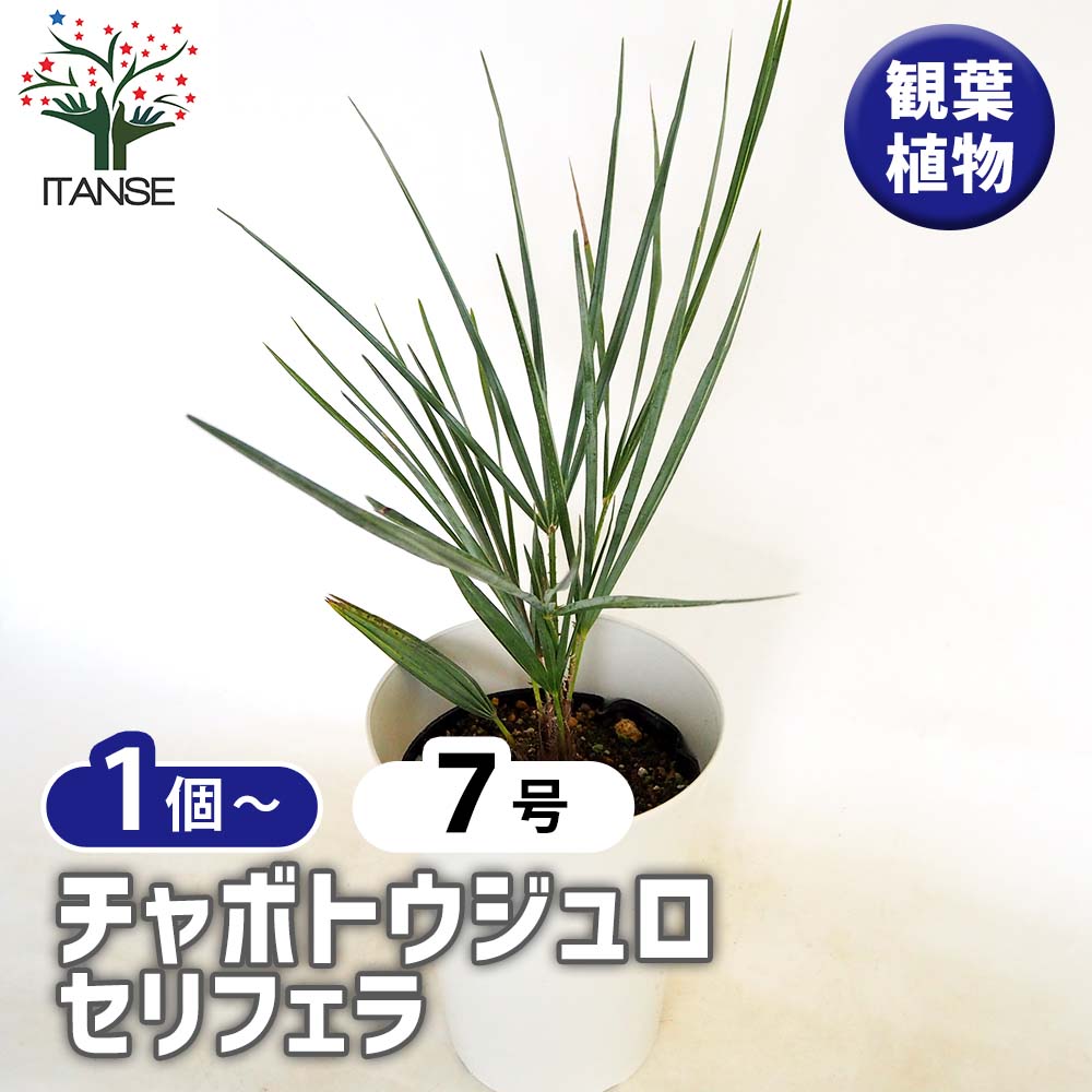 チャメロプス セリフェラ 7号 チャボトウジュロ(チャメロプス) セリフェラ 【観葉植物 7号／1