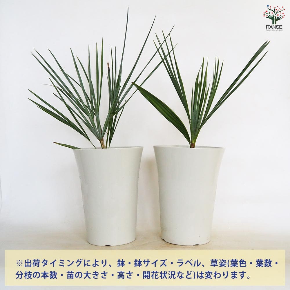 チャボトウジュロ(チャメロプス) セリフェラ 【観葉植物 7号／1