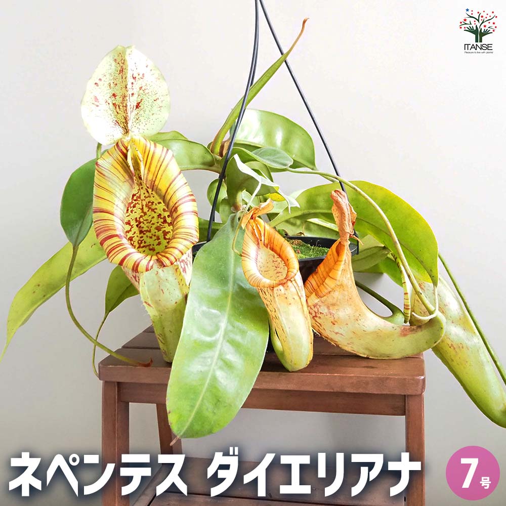 食虫植物 ネペンテス ダイエリアナ 【観葉植物 7号／1個売り