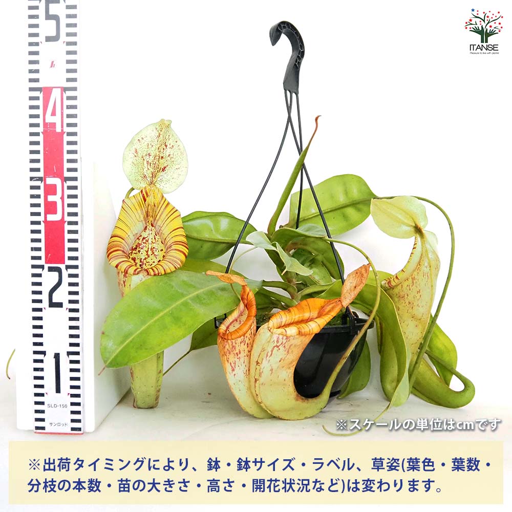 食虫植物 ネペンテス ダイエリアナ 【観葉植物 7号／1個売り】