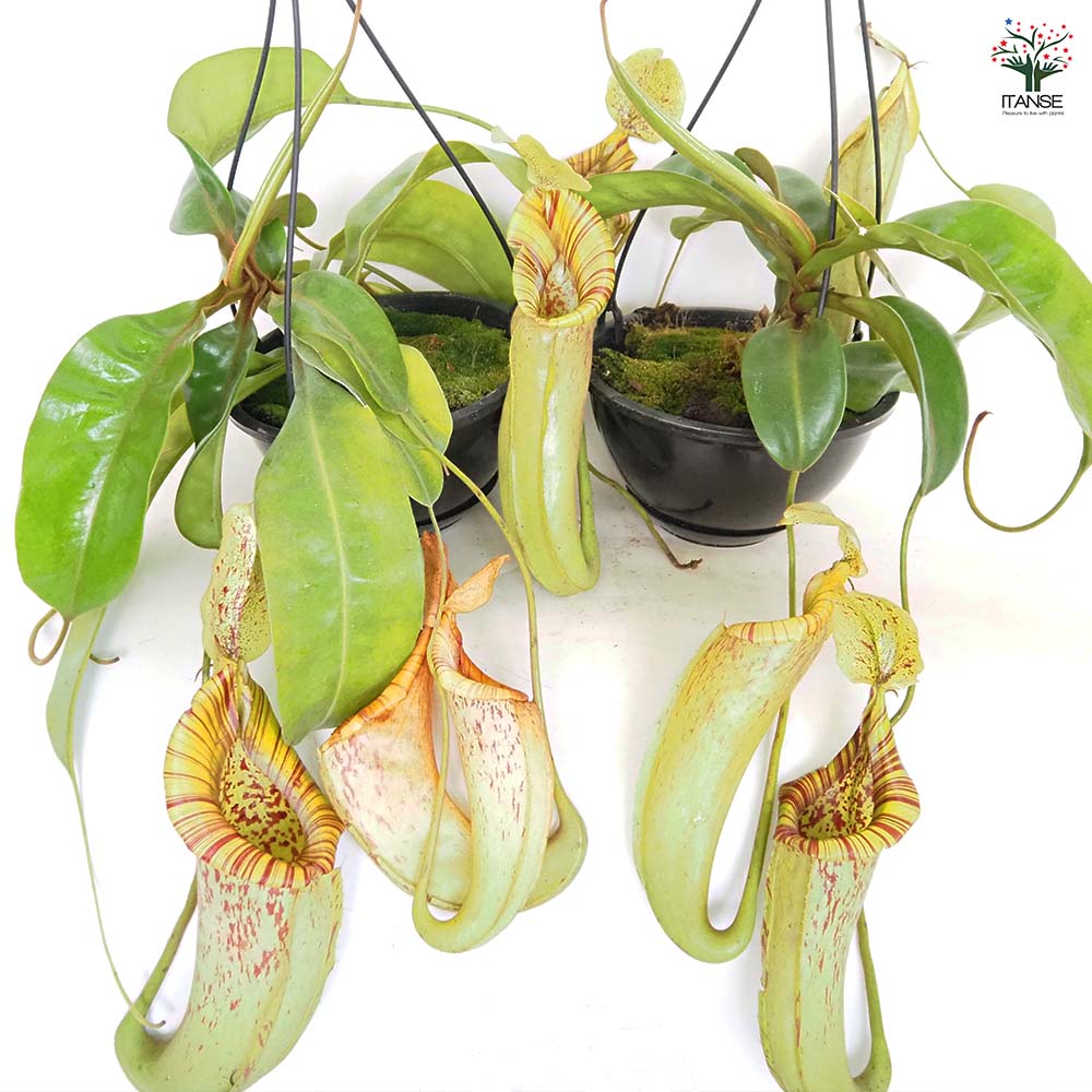 訳あり56goro 巨大 食虫植物 宙吊りの女王 ネペンテスダイエリアーナ 7号 56goro 超美品 食虫植物 宙吊りの女王 ネペンテス ダイエ