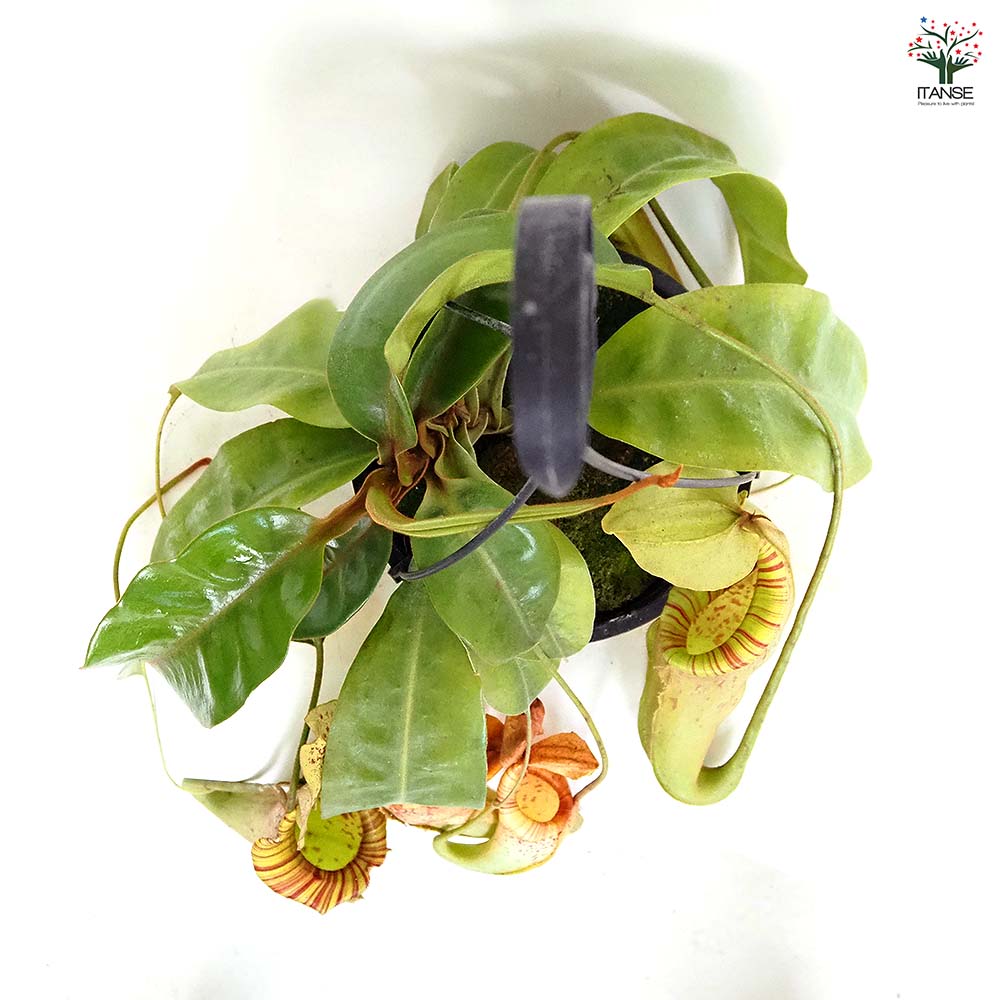 食虫植物 ネペンテス ダイエリアナ 【観葉植物 7号／1個売り