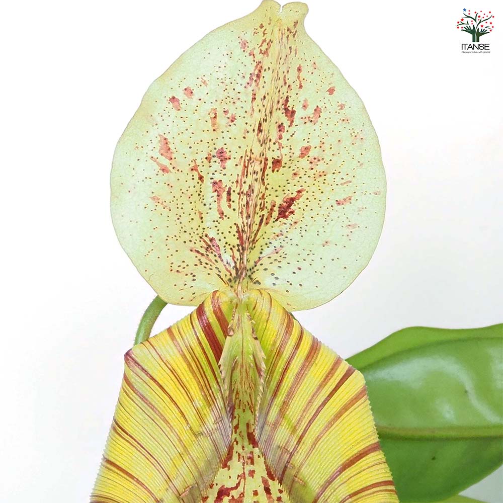 食虫植物 ネペンテス ダイエリアナ 【観葉植物 7号／1個売り