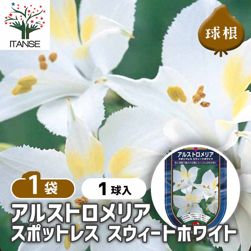 アルストロメリア　球根 アルストロメリア 球根 苗 ① - メルカリ