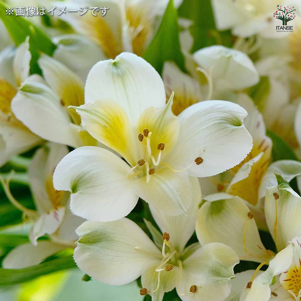 アルストロメリア スポットレス スイートホワイト 【花球根 1球