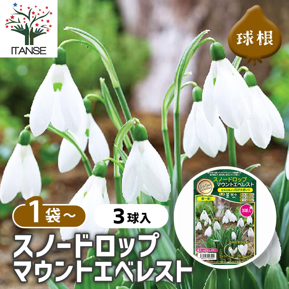 球根 スノードロップ マウントエベレスト 【花球根 3球】｜ 【植物の