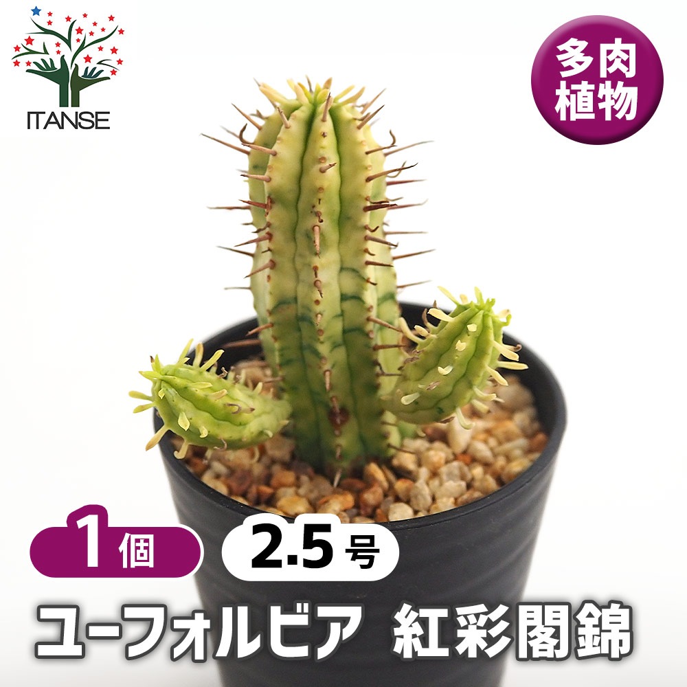 ユーフォルビア 紅彩閣錦 【多肉植物 2.5号／1個売り】｜ 【植物の