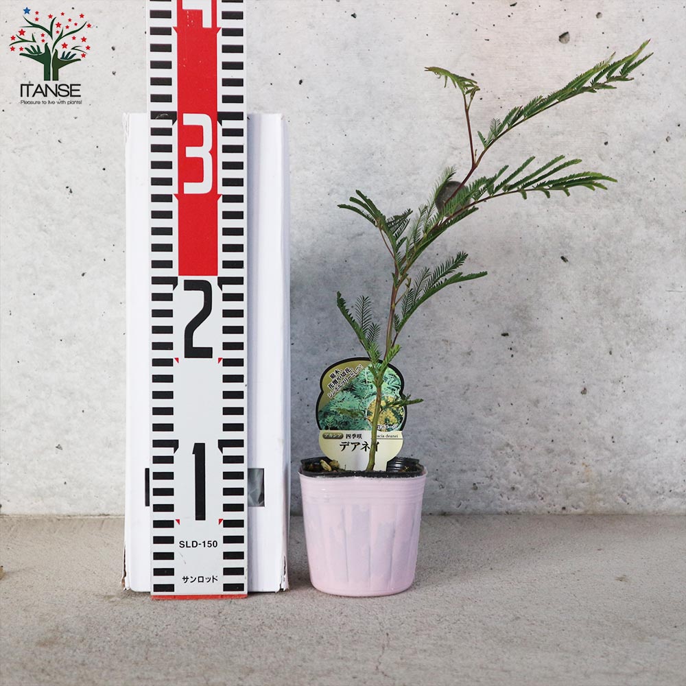 Itanse良品セレクト通販 Itanse良品セレクト通販