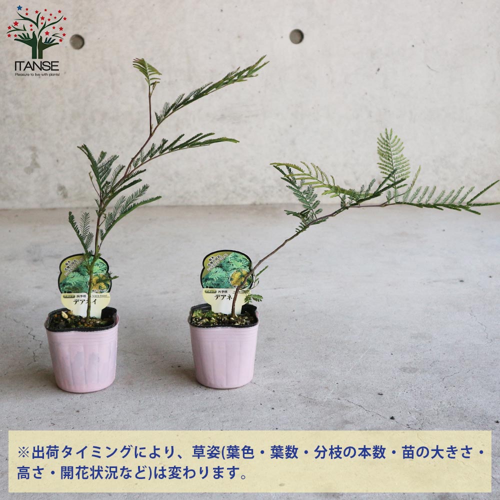 ミモザアカシア　/ 560 ミモザアカシア / 560