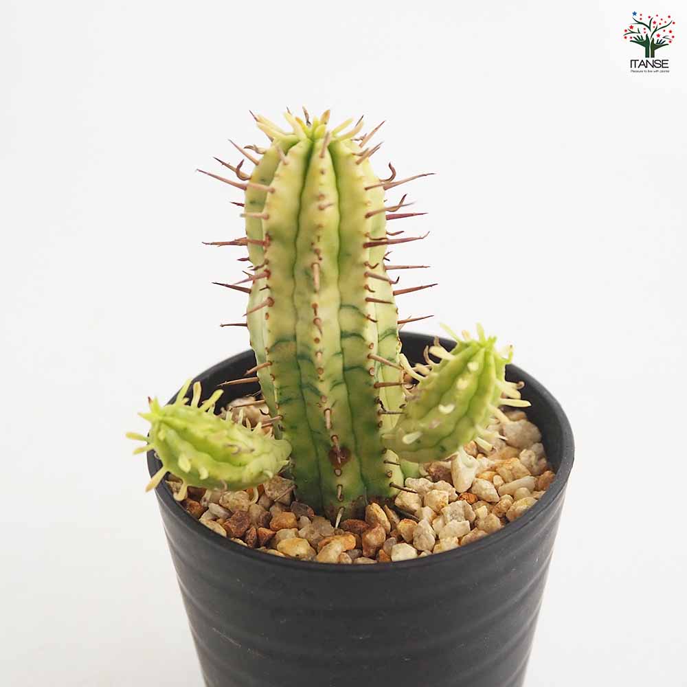 ユーフォルビア 紅彩閣錦 【多肉植物 2.5号／1個売り】｜ 【植物の