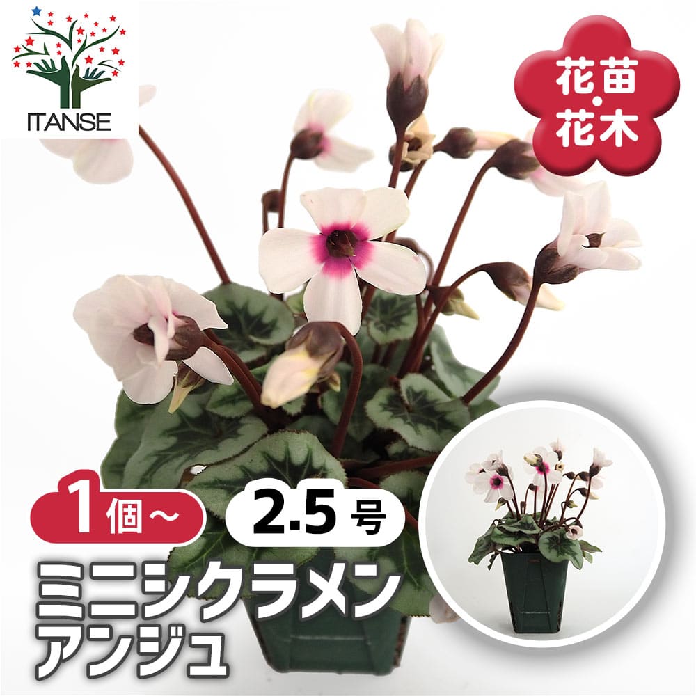 ミニシクラメン アンジュ 【花苗 2.5号】