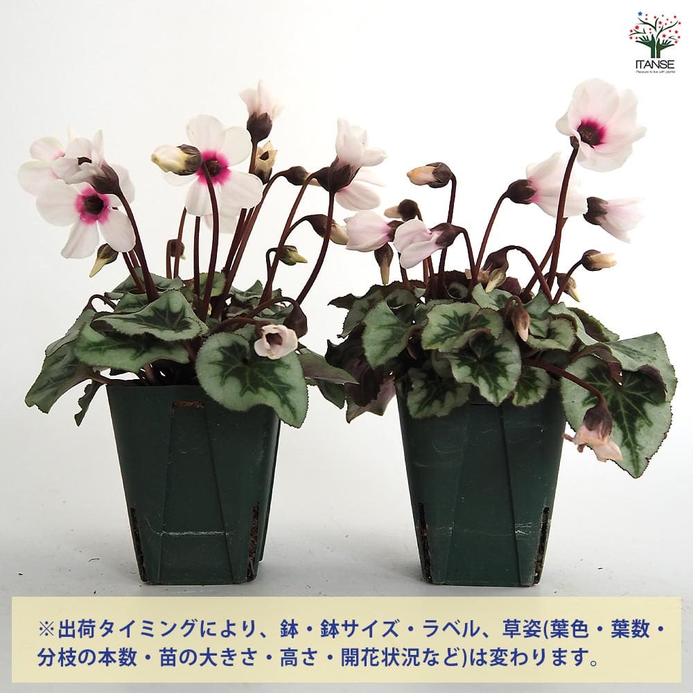 ミニシクラメン アンジュ 【花苗 2.5号】