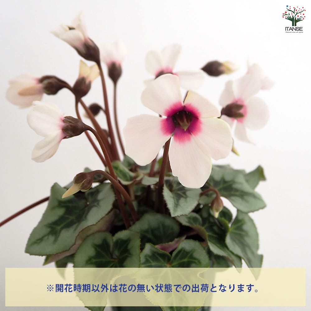 ミニシクラメン アンジュ 【花苗 2.5号】