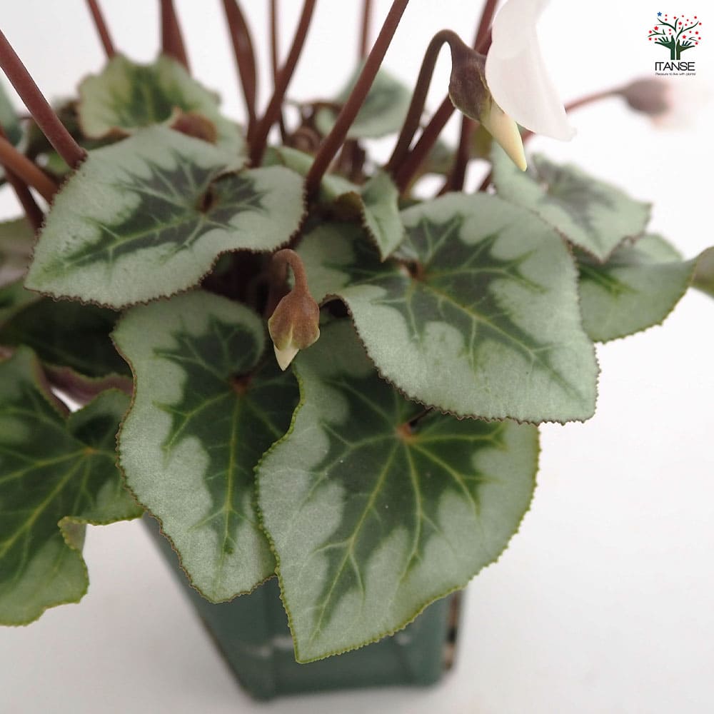 ミニシクラメン アンジュ 【花苗 2.5号】