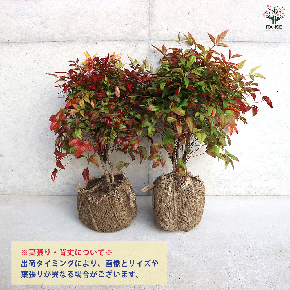 オタフクナンテン　約６０株 格安！値下げしました 楽天市場】［生産者直送］オタフクナンテン 常緑 低木 樹高 約25cm