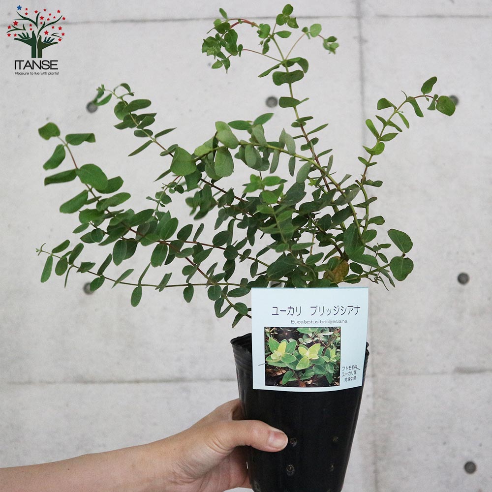 送料無料 ユーカリブリジシアナ ハーブ苗4号ポット ユーカリの苗 1個売り 庭木 ユーカリ