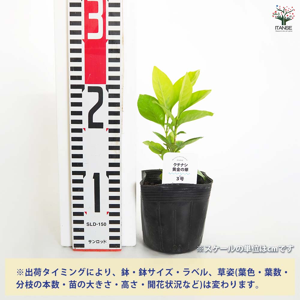 クチナシ 黄金の華 【花木苗 3.5号】｜ 【植物のITANSE】全品