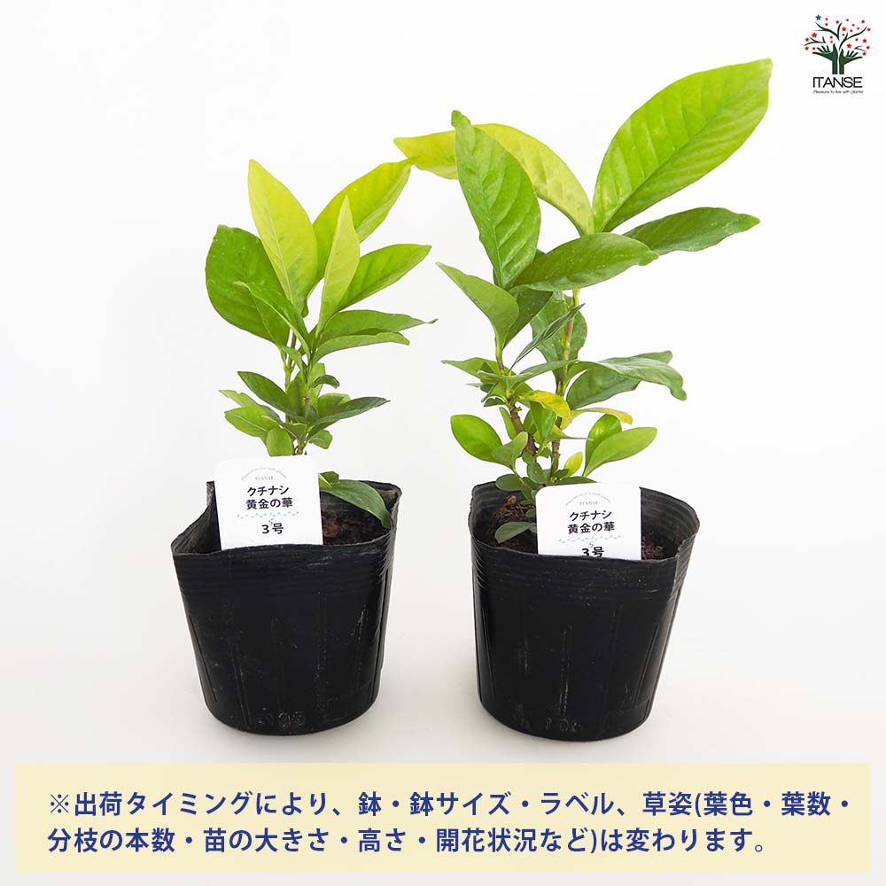 クチナシ 黄金の華 【花木苗 3.5号】｜ 【植物のITANSE】全品