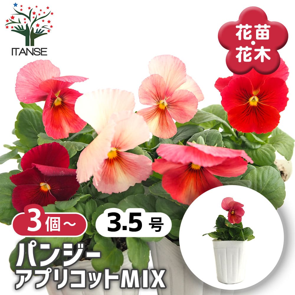 パンジー キューティー アプリコットMIX3個～ 【花苗 3号】