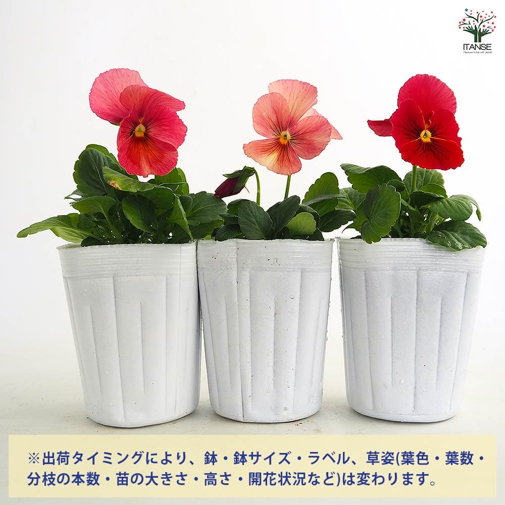 パンジー キューティー アプリコットMIX3個～ 【花苗 3号】