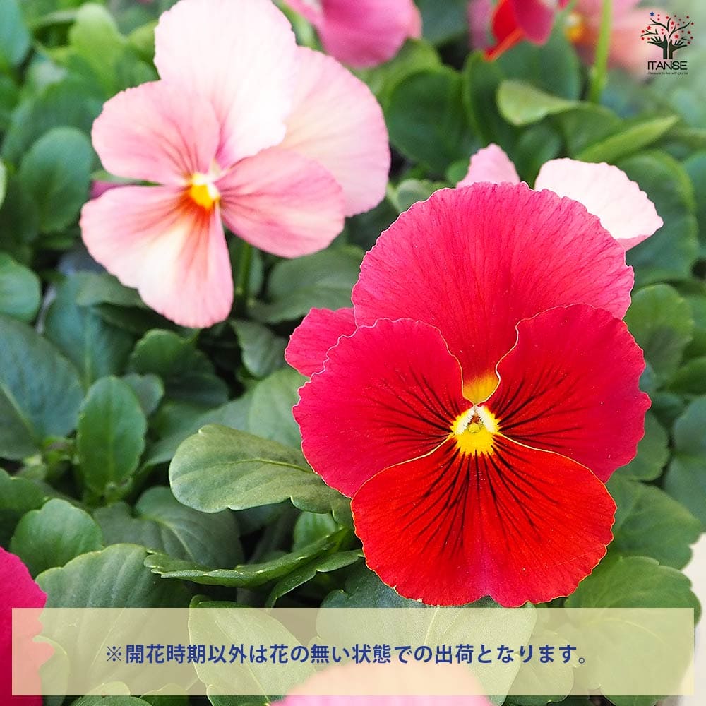 パンジー キューティー アプリコットMIX3個～ 【花苗 3号】