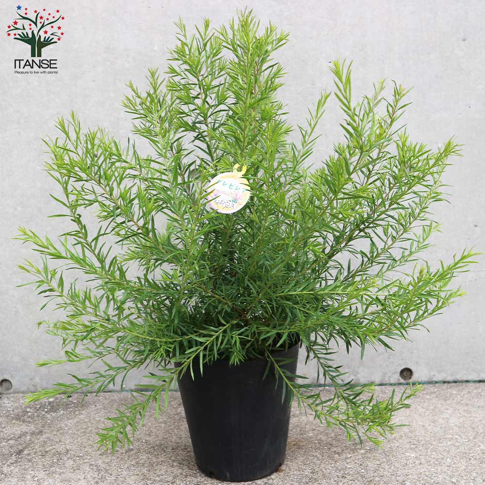 グレビレア・ジョンエバンス【庭木 7号大苗 Mサイズ黒ポット／1個売り