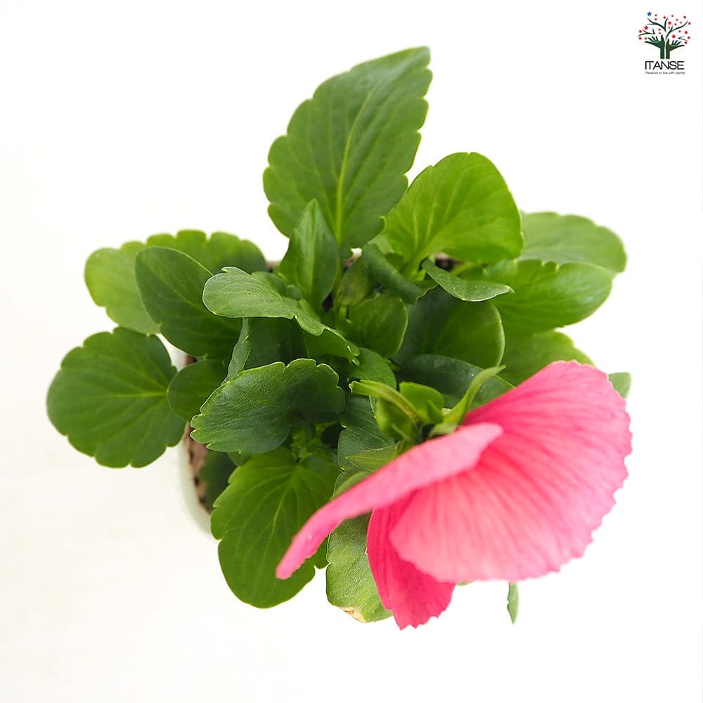 パンジー キューティー アプリコットMIX3個～ 【花苗 3号】