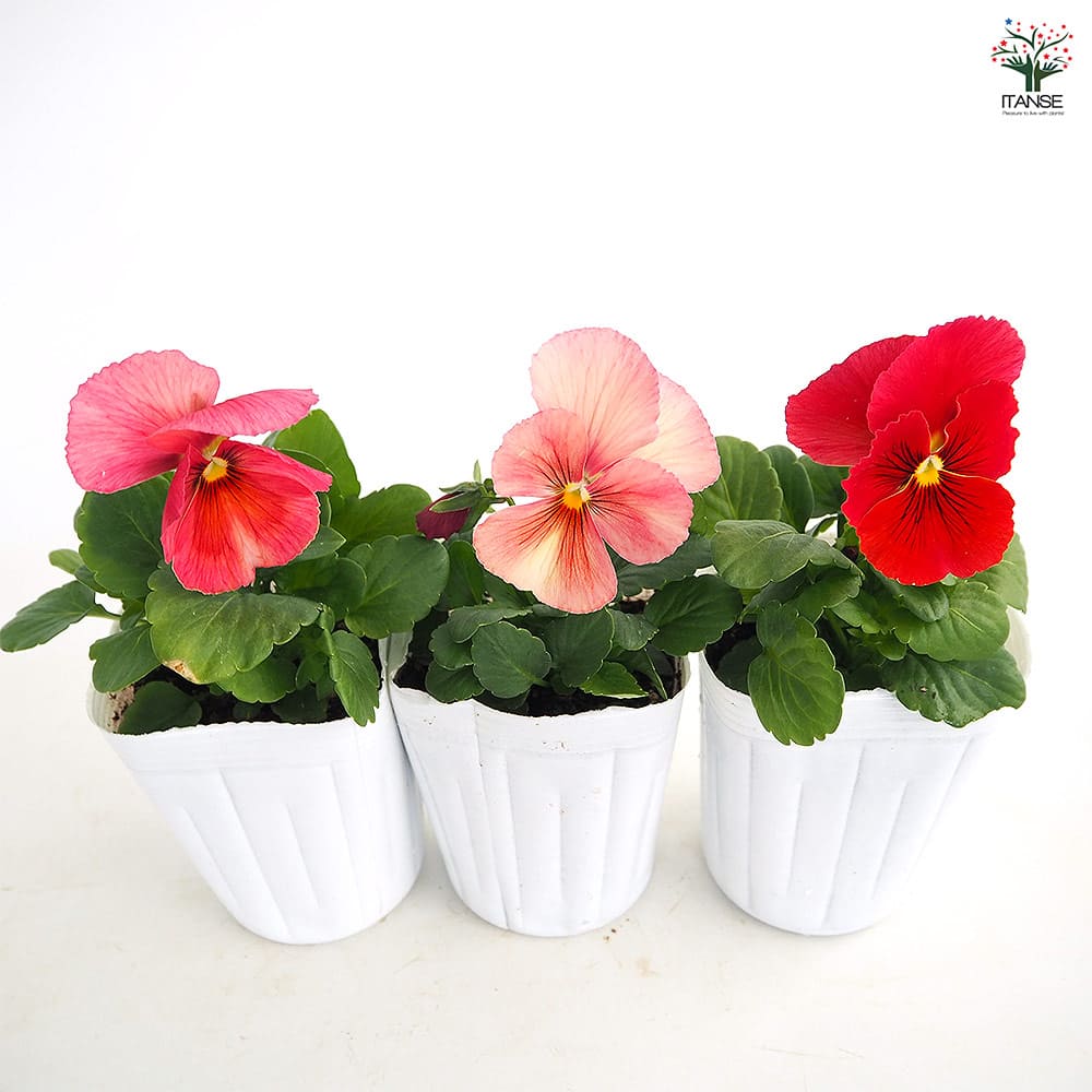 パンジー キューティー アプリコットMIX3個～ 【花苗 3号】