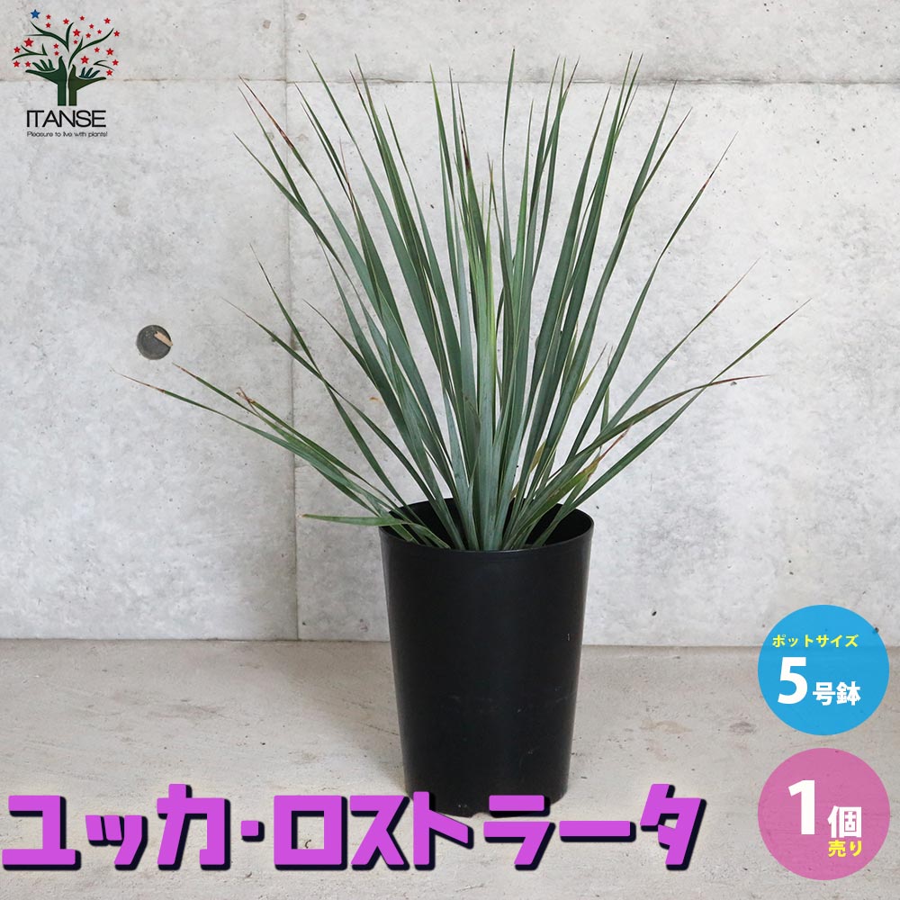 7月入荷 1000粒+ ユッカ ロストラータ 種 種子 植物検疫証明書2608 ユッカ ロストラータ 種 植物検疫証明書あり 1000粒+@