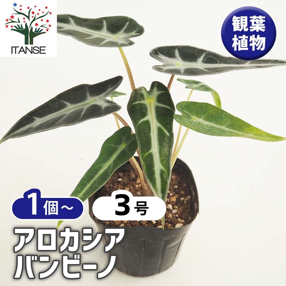アロカシア バンビーノ　観葉植物 アロカシア バンビーノ 6寸○個性的で存在感◎!! 半日陰の場所が好き