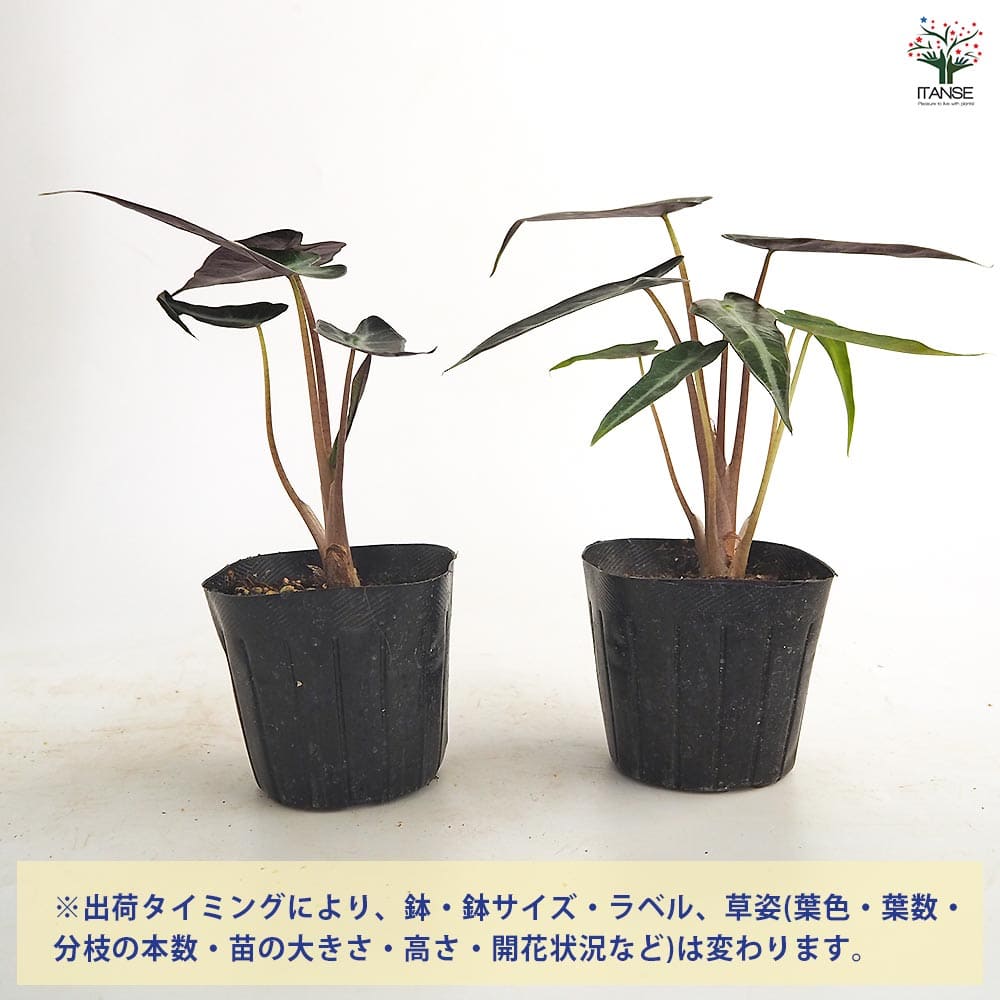 アロカシア バンビーノ 【観葉植物 3号】| 【植物のITANSE アロカシア バンビーノ 【観葉植物 3号】| 【植物のITANSE
