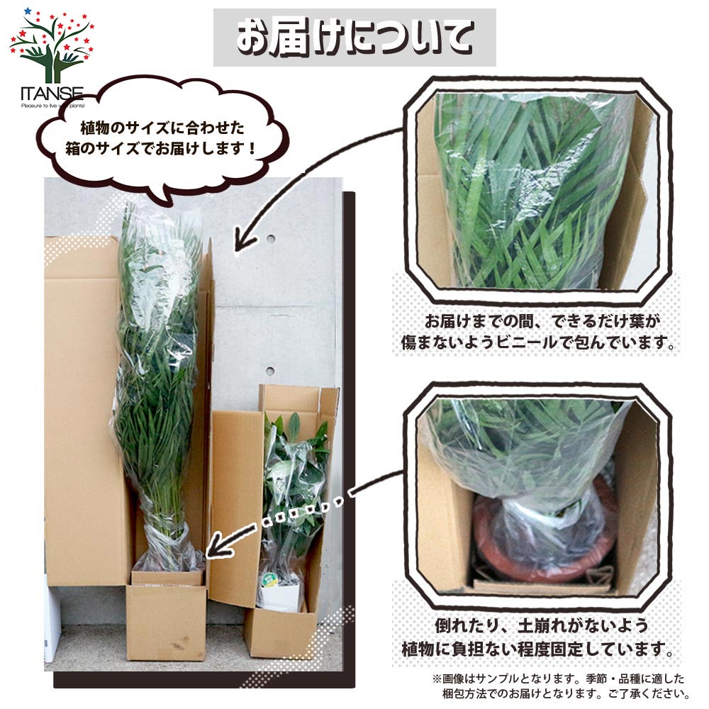 ユッカ・ロストラータ【観葉植物 5～6号鉢／1個売り】｜ 【植物の