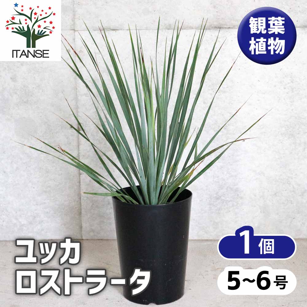 ユッカ・ロストラータ【観葉植物 5～6号鉢／1個売り】｜ 【植物の