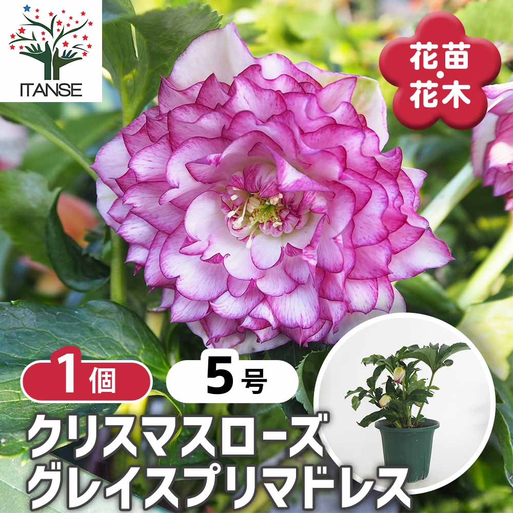 クリスマスローズ グレイスプリマドレス 【花苗 5号／1個売り