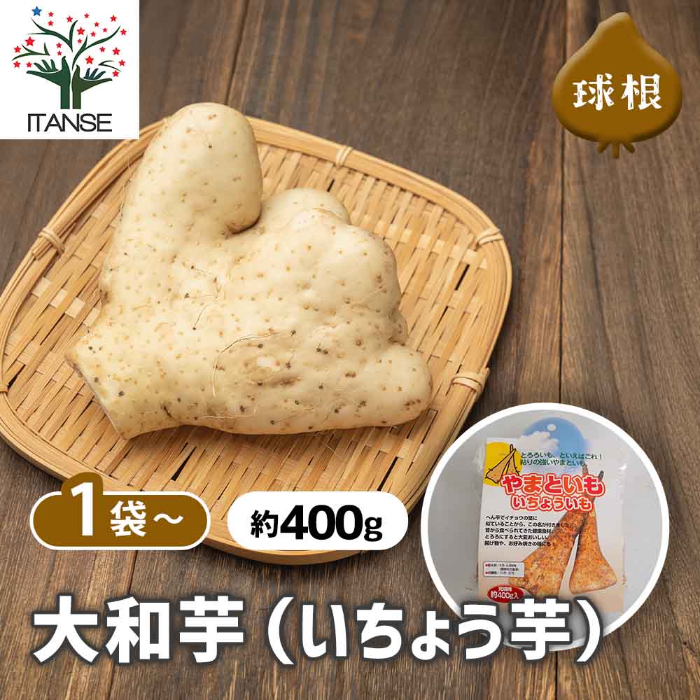 野菜球根 大和芋(いちょう芋) 【野菜の苗 400g】｜ 【植物の
