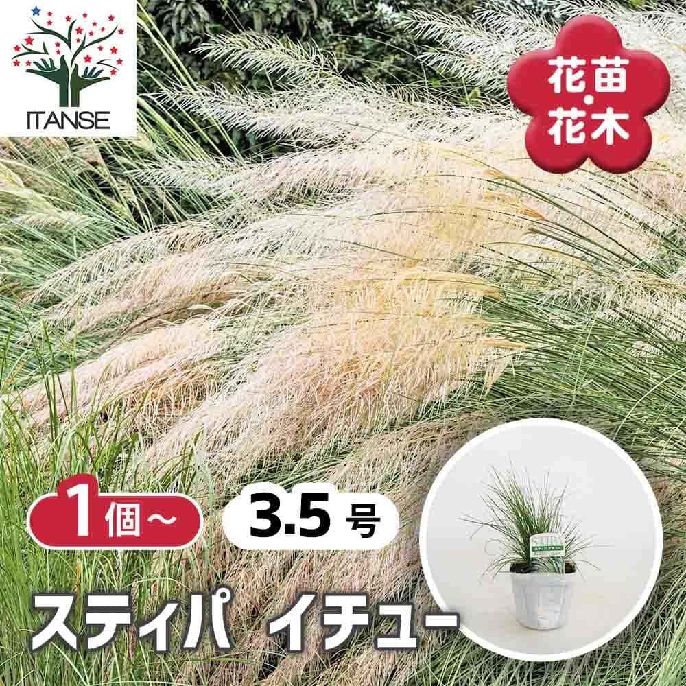 らずん様ご相談ページ スティパ イチュー苗 中〜大株 スティパ イチュー 【花苗 3.5号】｜ 【植物のITANSE】全品送料