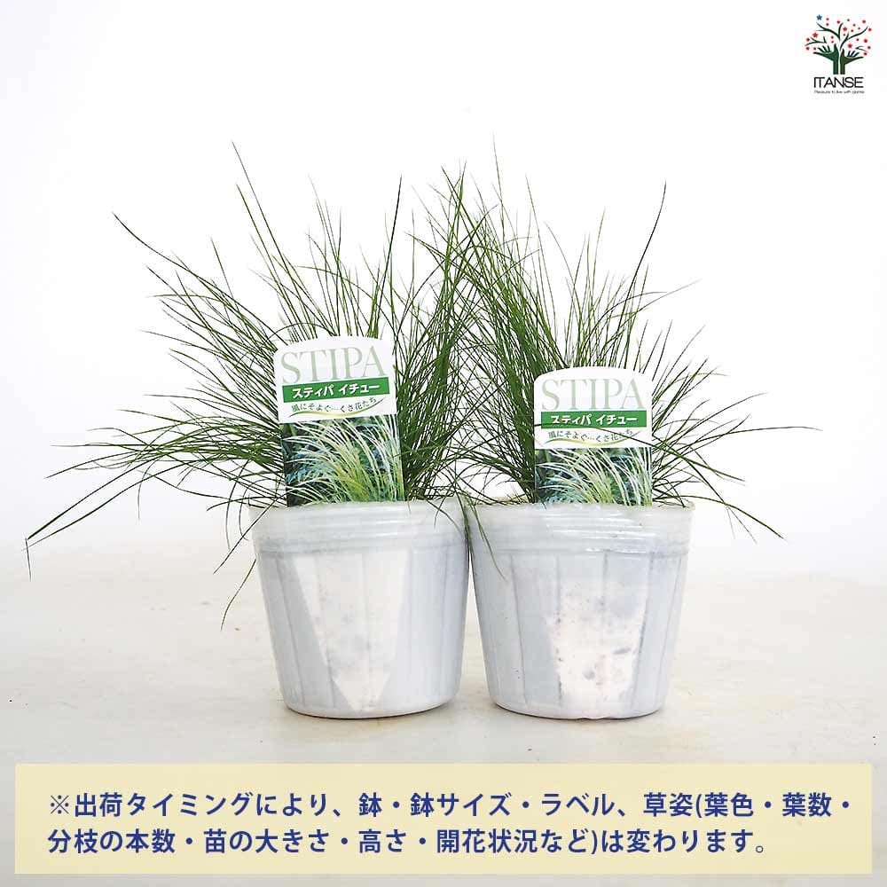 スティパ イチュー 【花苗 3.5号】｜ 【植物のITANSE】全品送料