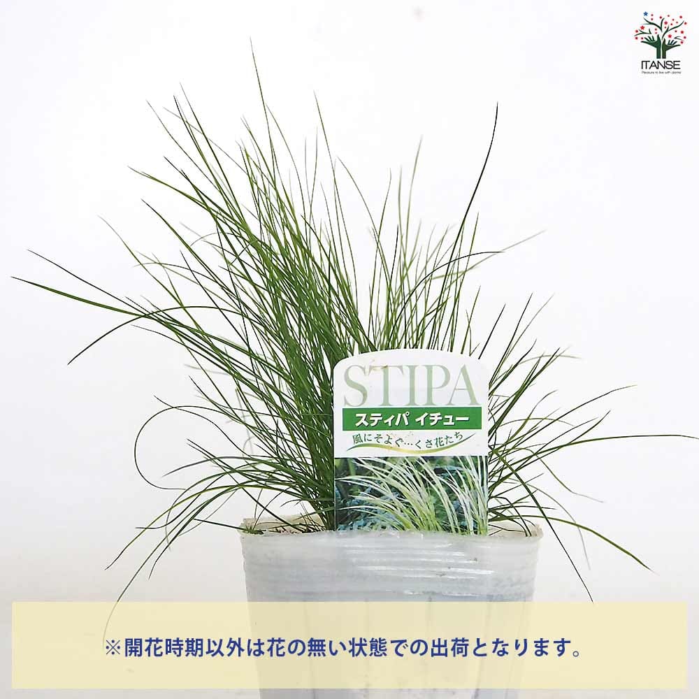 スティパ イチュー 【花苗 3.5号】｜ 【植物のITANSE】全品送料