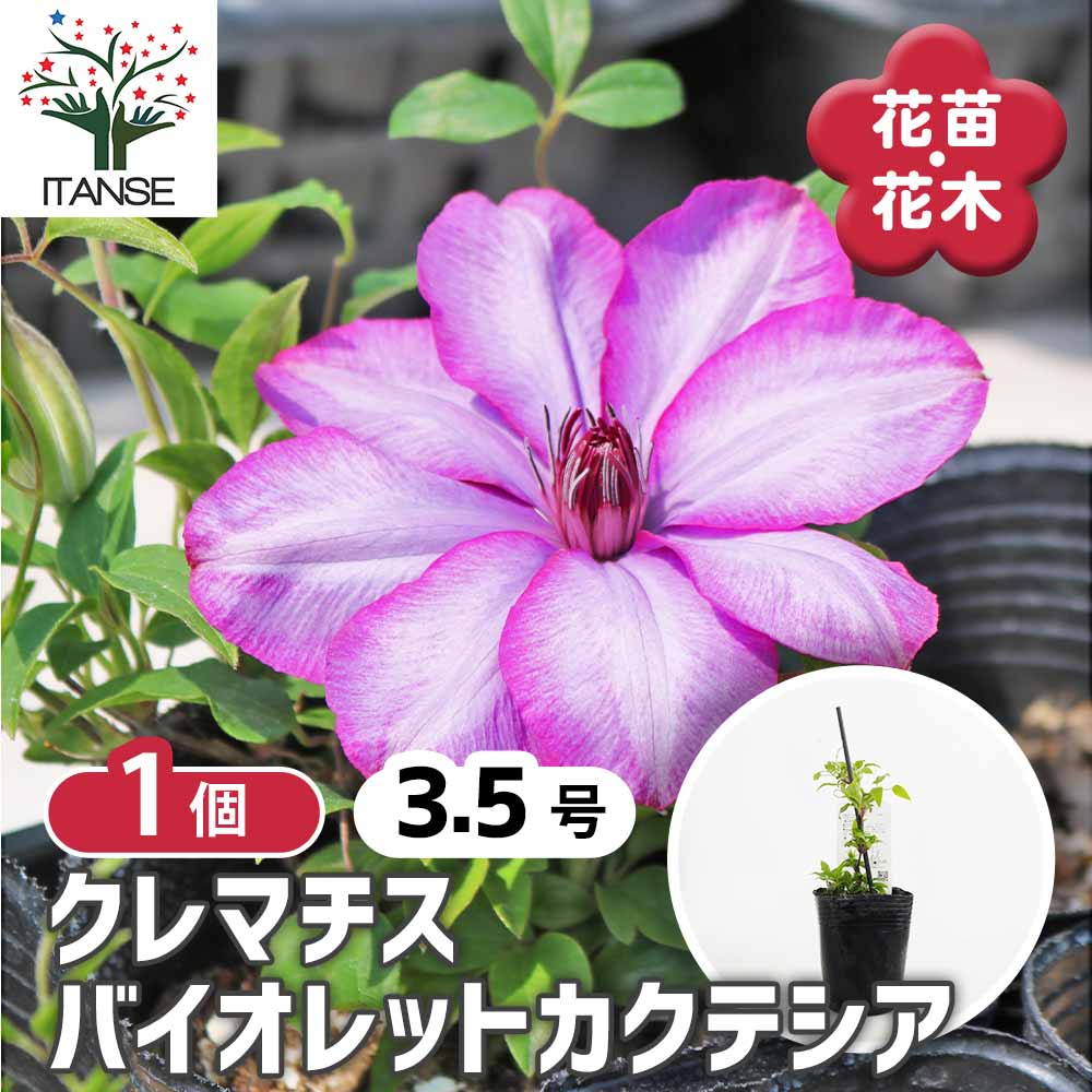 クレマチス バイオレットカクテシア 【花苗 3.5号／1個売り】｜ 【植物