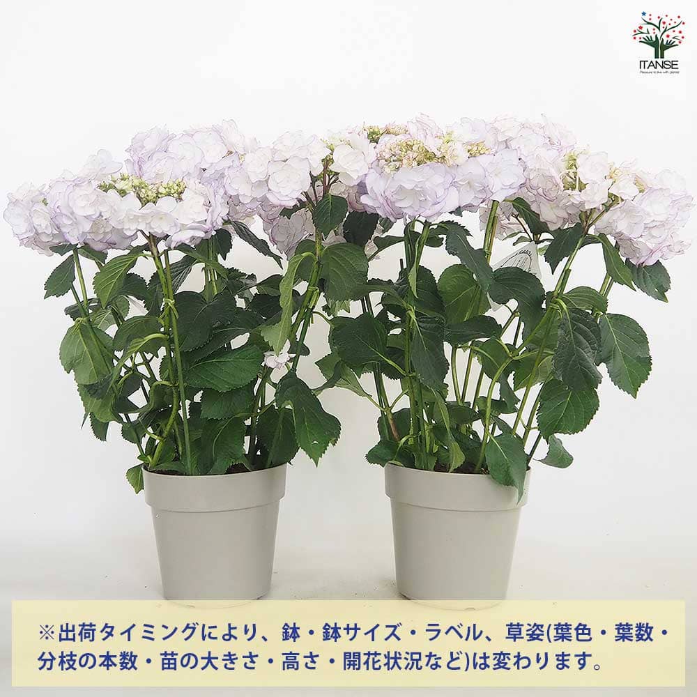 アジサイ KEIKO(ケイコ)ブルー 【花木苗 5号/1個売り】