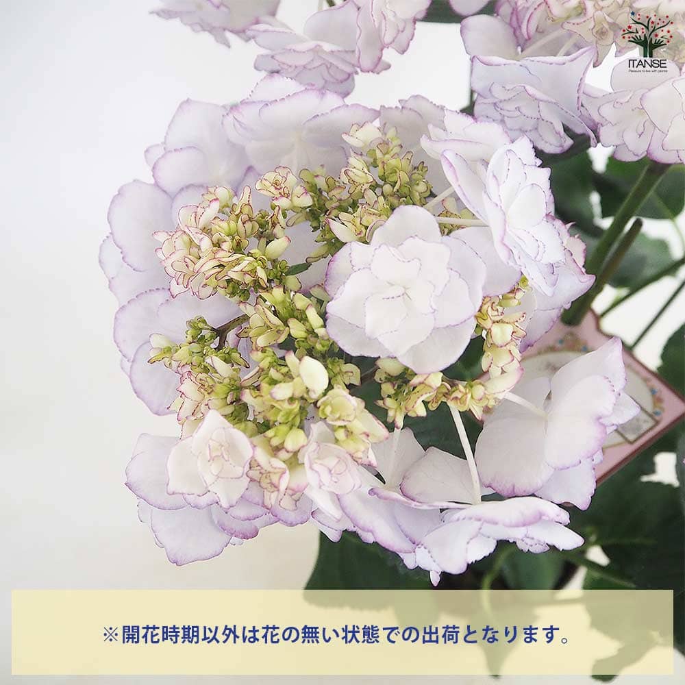 アジサイ KEIKO(ケイコ)ブルー 【花木苗 5号／1個売り】｜ 【植物の