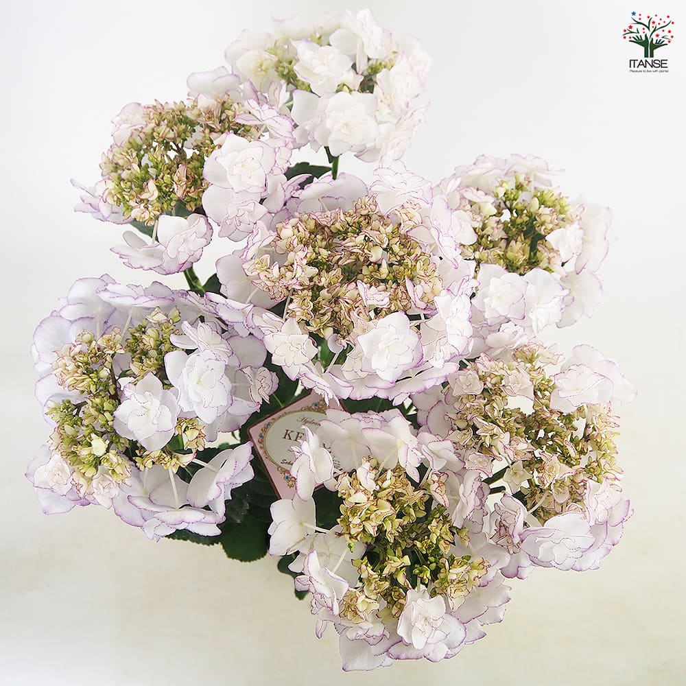 アジサイ KEIKO(ケイコ)ブルー 【花木苗 5号/1個売り】