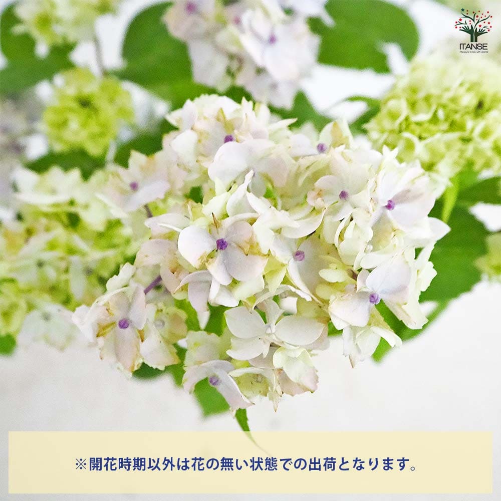 山アジサイ 伊予獅子てまり 【花木苗 4号／1個売り】｜ 【植物の